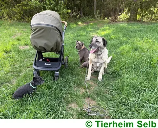 Naz - Kangal-Hirtenhund - Bild 3