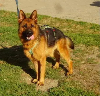 Tizian - Deutscher Schäferhund - Bild 4