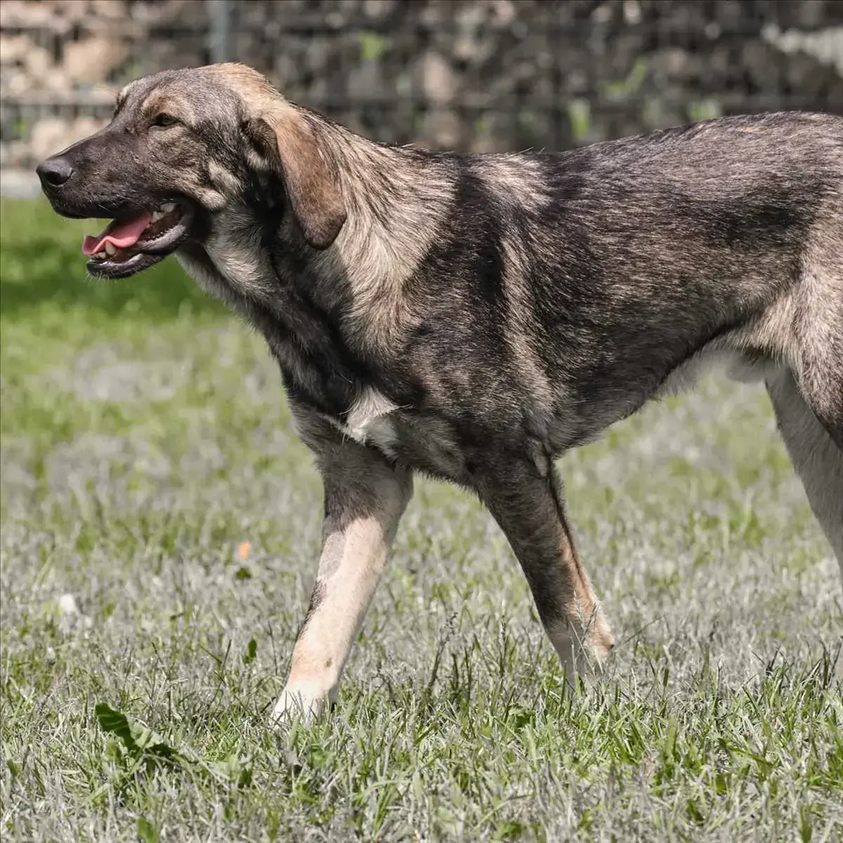 MARO -  - Bild 1