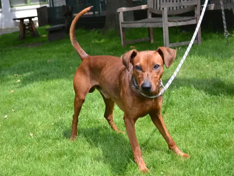 Murphy - Deutscher Pinscher - Bild 2