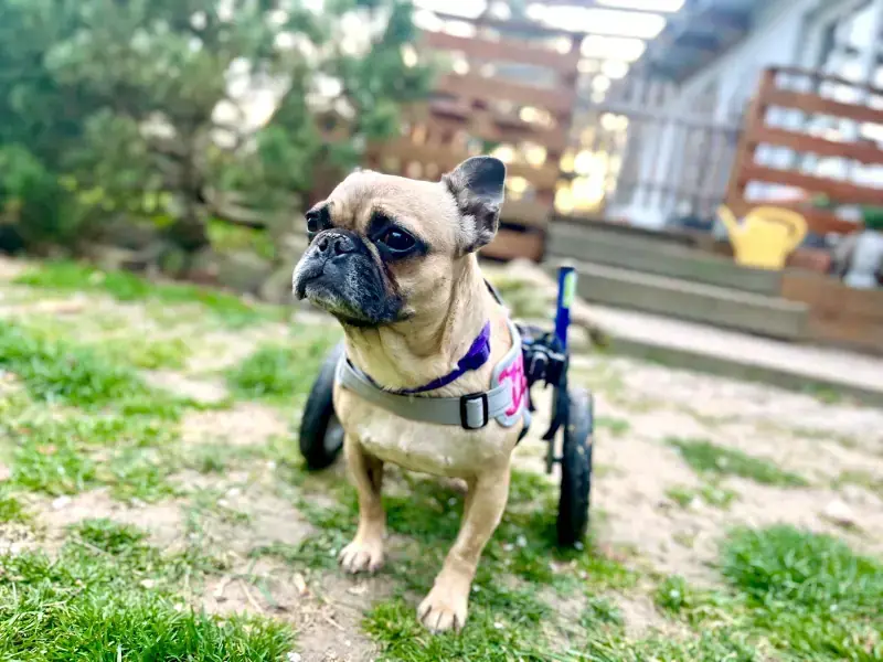 Sandy - Französische Bulldogge - Bild 13