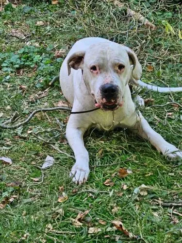 Margo - Dogo Argentino - Bild 9