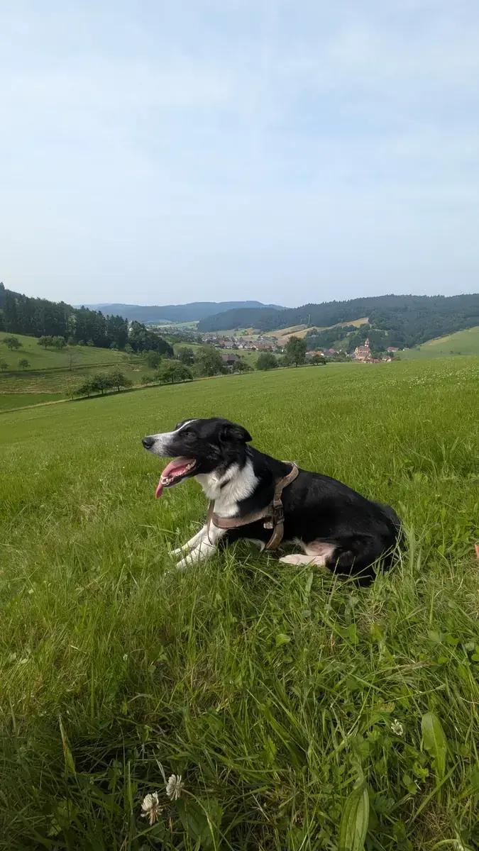 Ben - Border Collie - Bild 3
