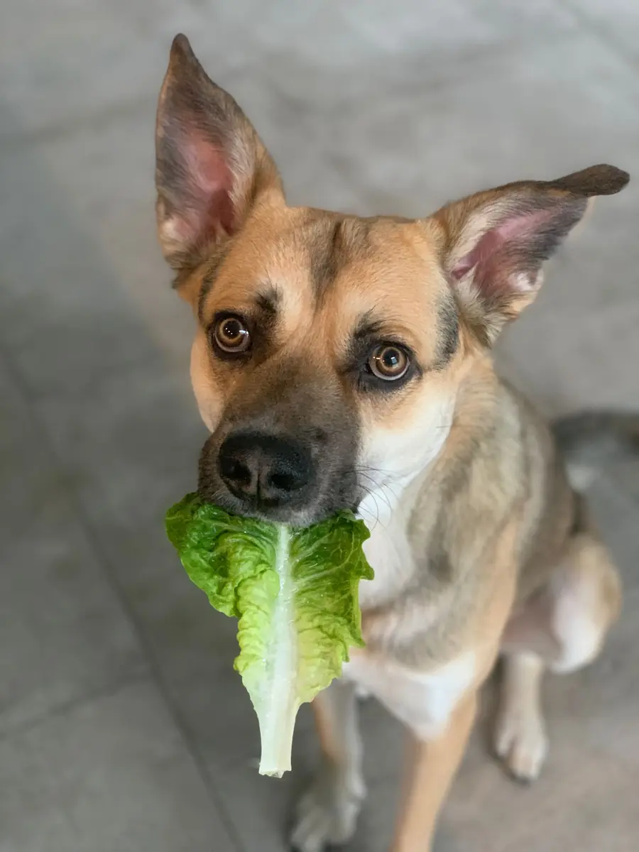 Paule - Deutscher Schäferhund - Bild 1