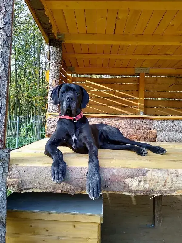 Deutsche Dogge Apollo