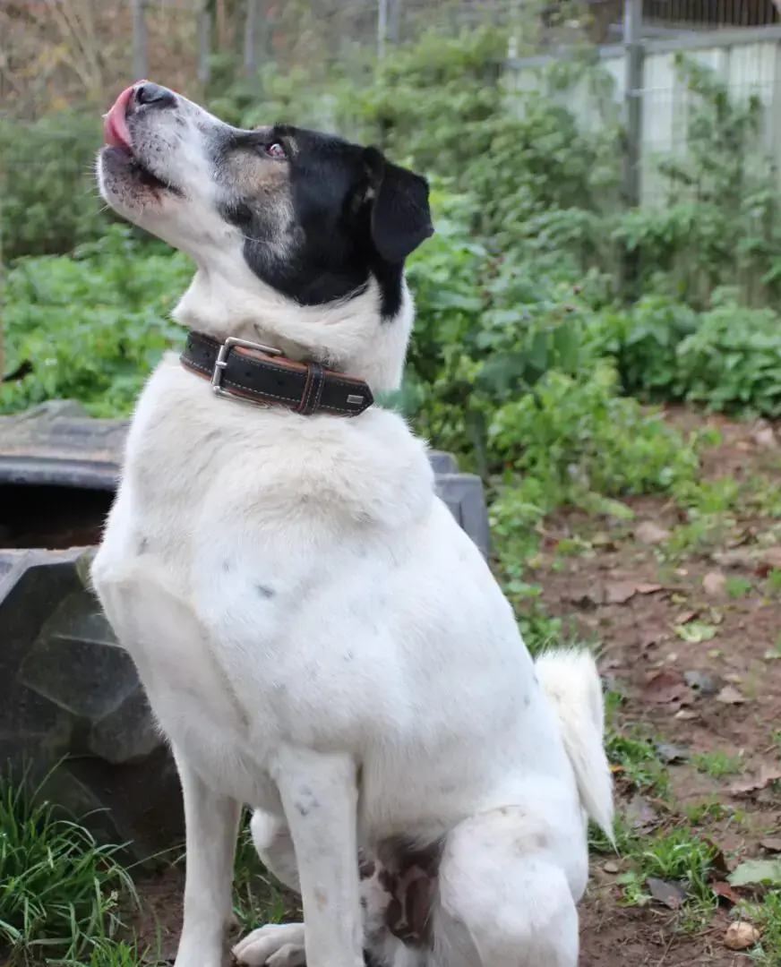Paco -  - Bild 10