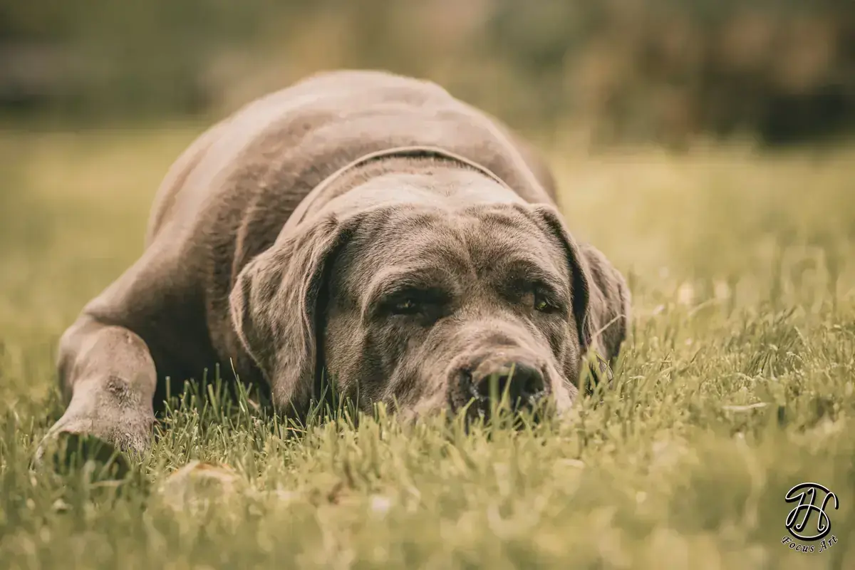 Cane Corso Italiano Nala