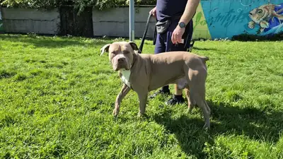 Biggie – Hund – Bild 4