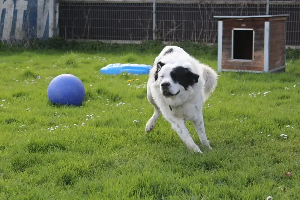 Timon -  - Bild 1