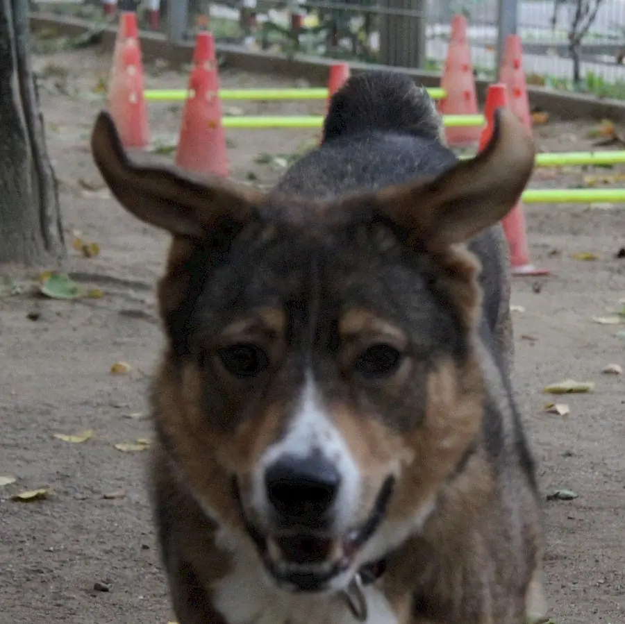 Amy - Deutscher Schäferhund - Bild 2