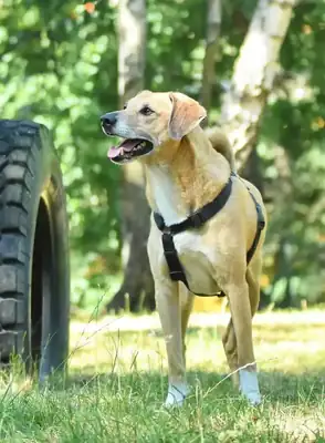 Spike – Hund – Bild 9