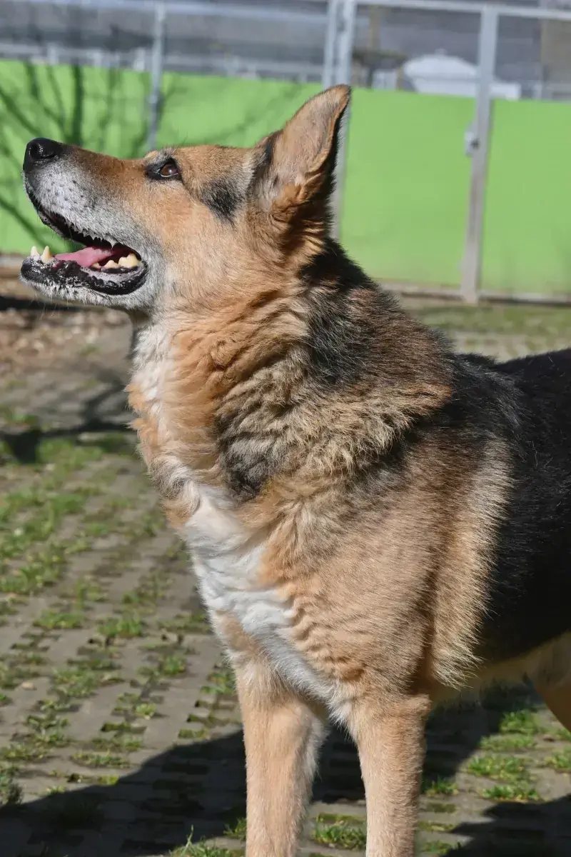 Leevi -  - Bild 10