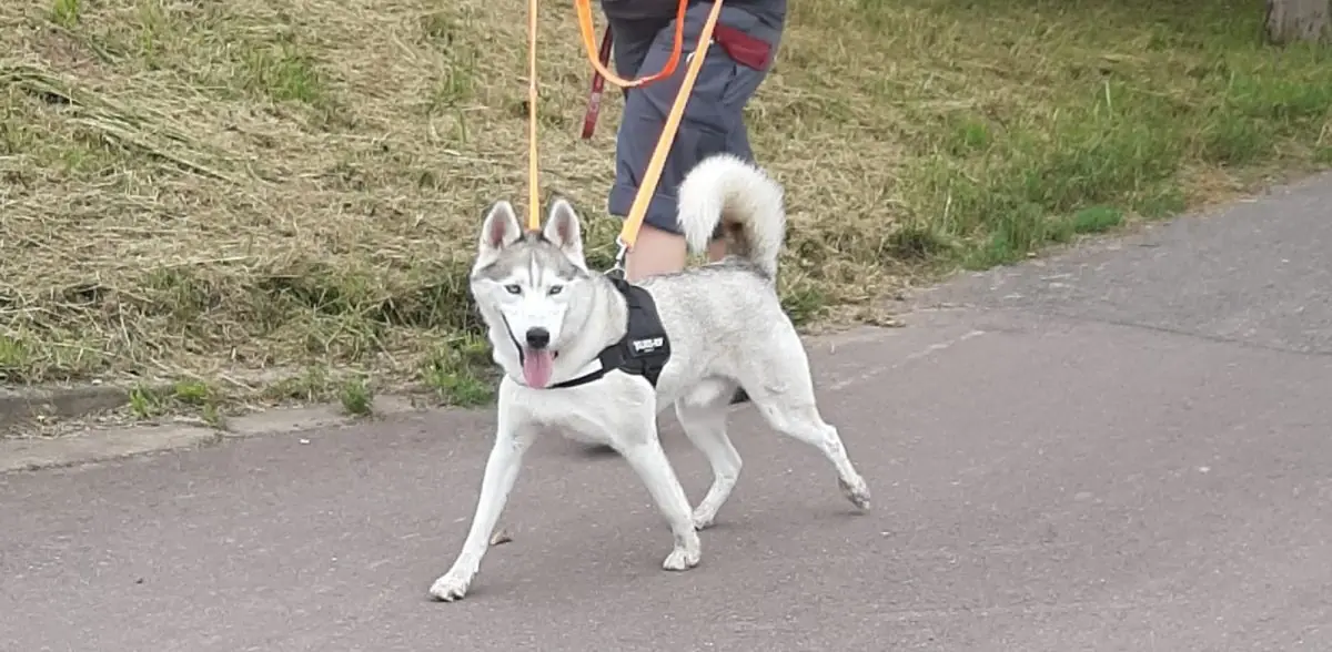 Ice - Siberian Husky - Bild 12
