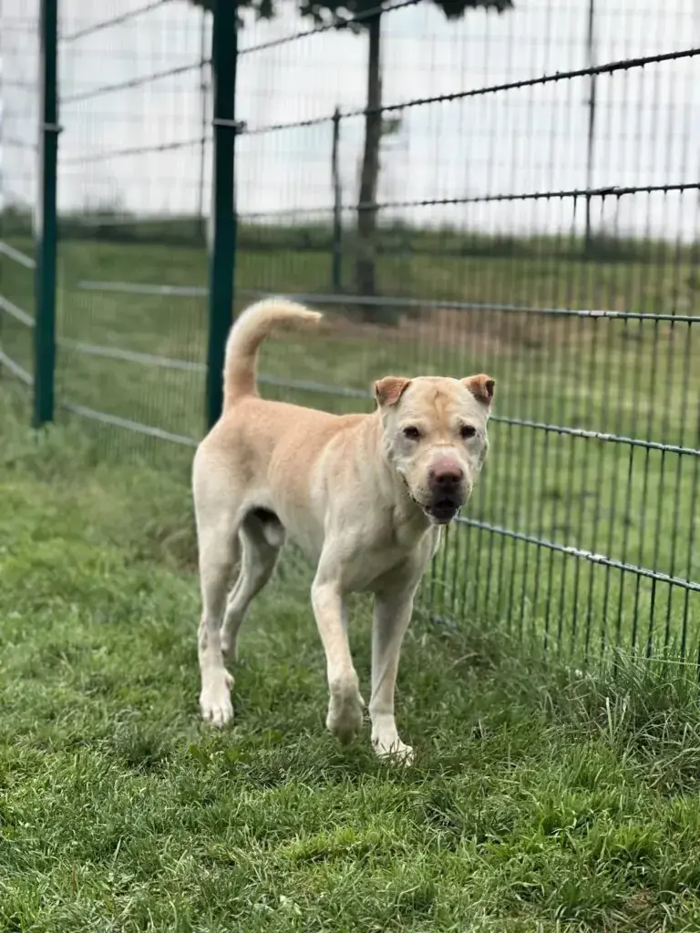 Shar-Pei-Mix Chicco