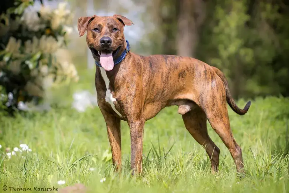 Archi - Rhodesian Ridgeback, Deutscher Boxer, Dobermann - Bild 2
