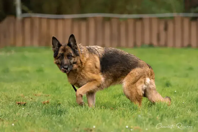 Lana - Deutscher Schäferhund - Bild 2