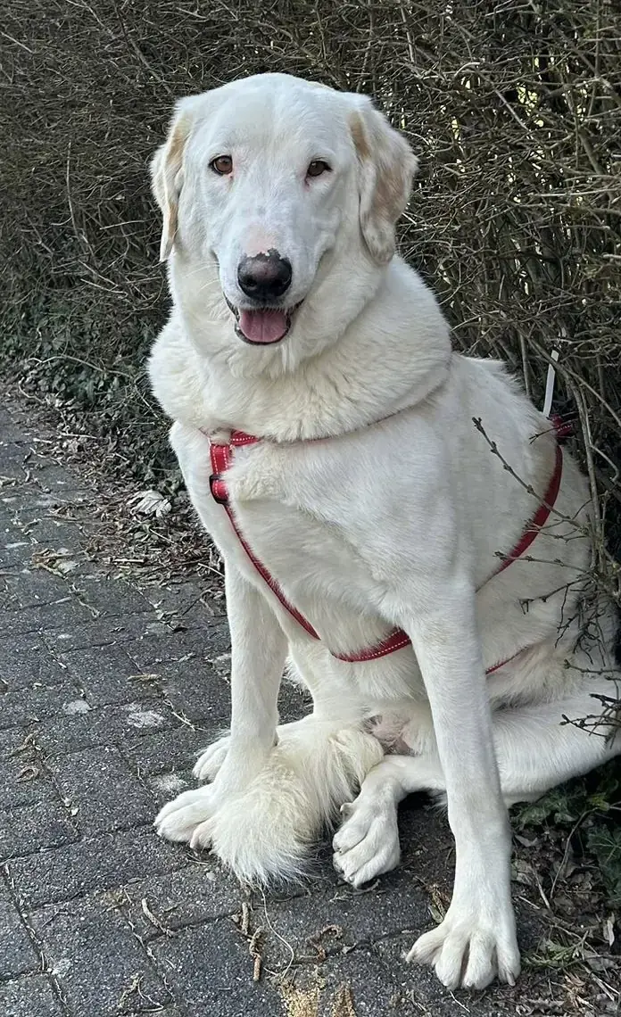 Labrador Retriever-Mix Perla
