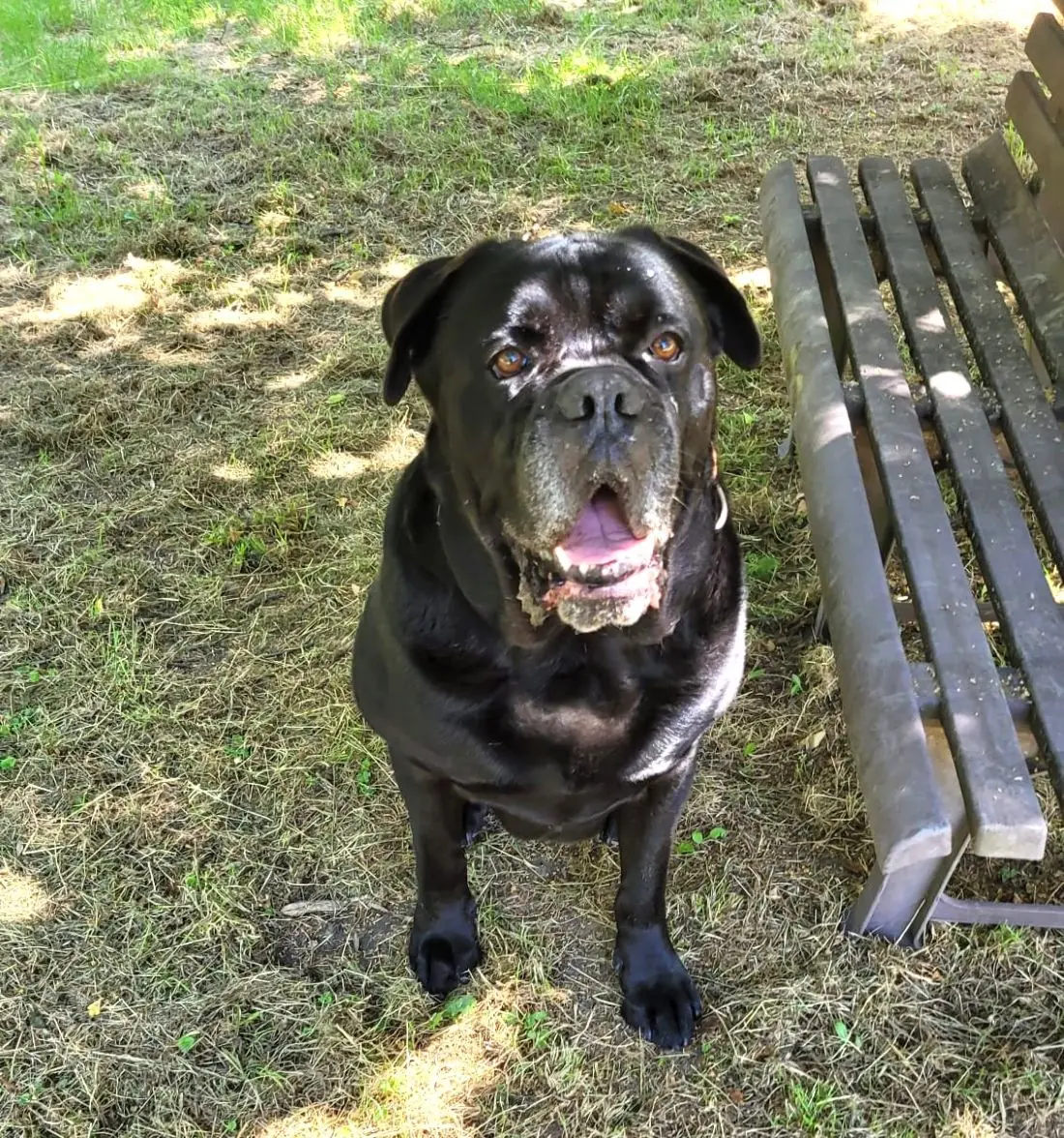 Klausi - Cane Corso Italiano - Bild 7