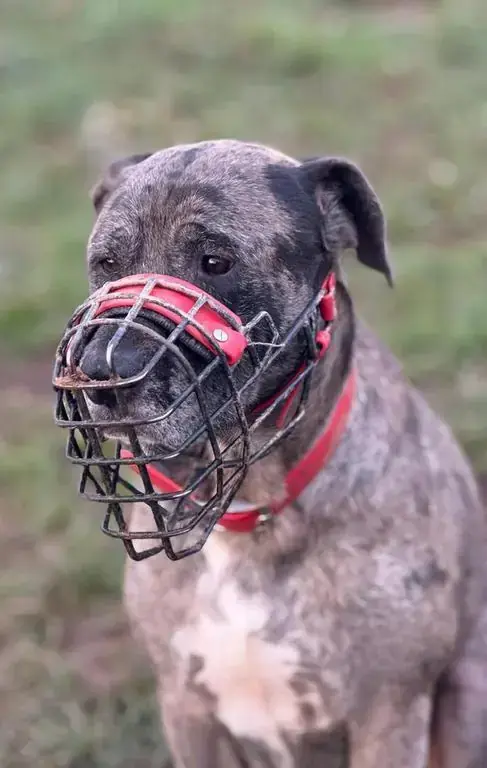 Arturo -  - Bild 4