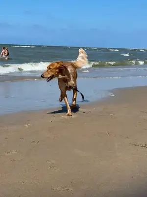 Ginger – Hund – Bild 10