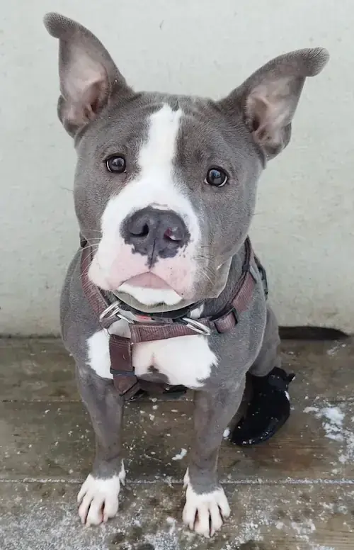 Bonny - American Staffordshire Terrier - Bild 1