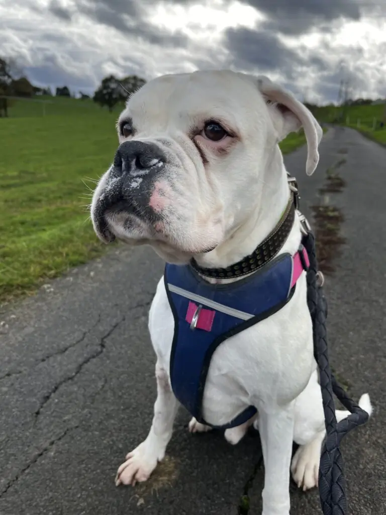 Tyler - Deutscher Boxer - Bild 1