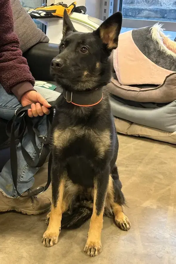 Amy - Deutscher Schäferhund - Bild 5