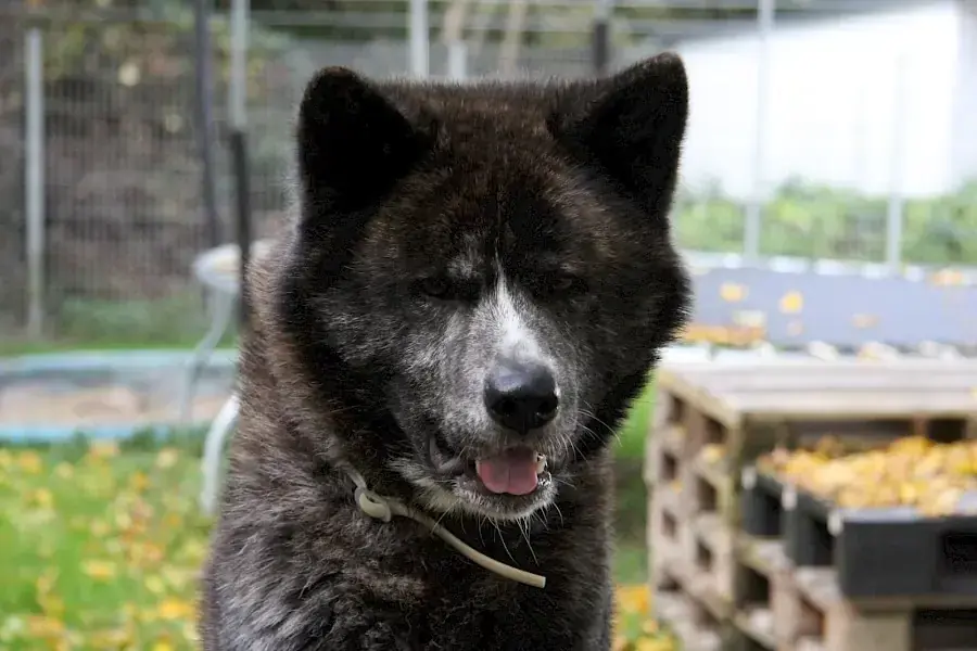Thor - Akita - Bild 7