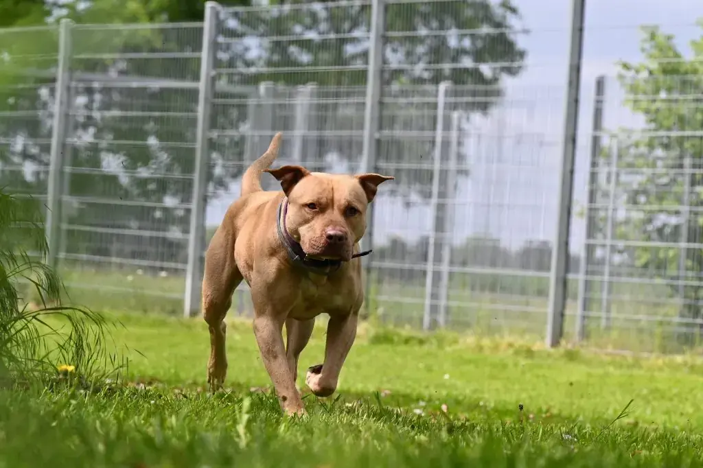 Ace - American Staffordshire Terrier - Bild 13