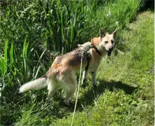 Stella -  - Bild 1