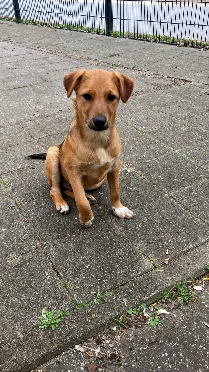 Vello -  - Bild 2