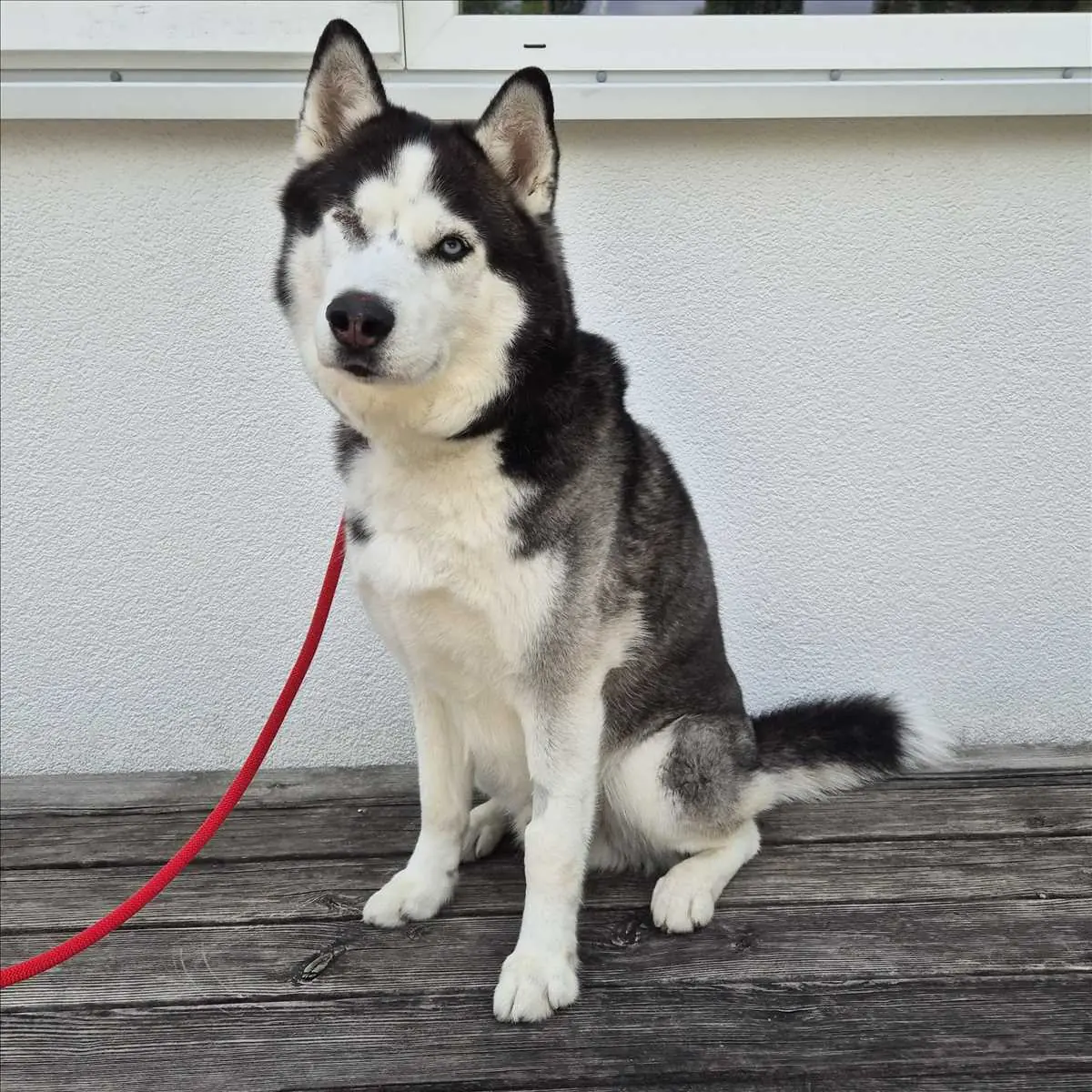 LEO - Siberian Husky - Bild 1