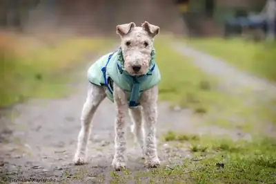 Foxy – Foxterrier Drahthaar – Bild 2