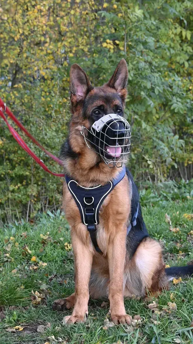 Evoli - Deutscher Schäferhund - Bild 2