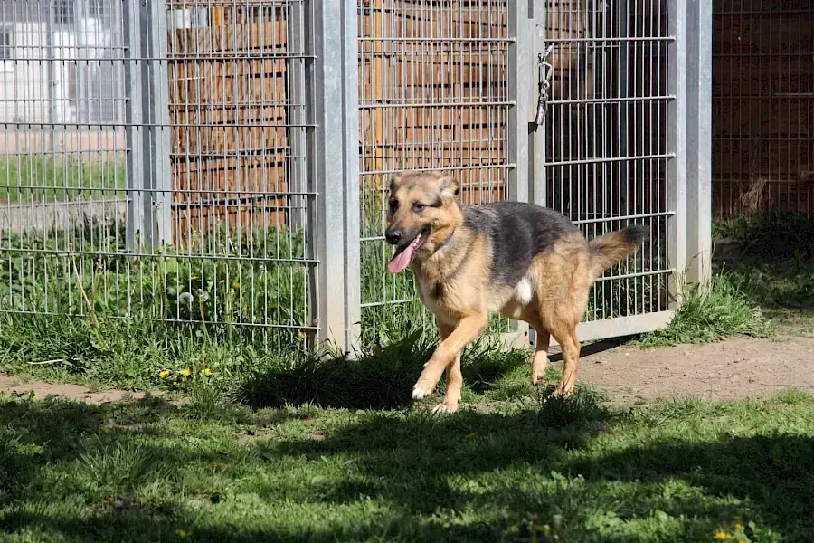 Billy - Deutscher Schäferhund - Bild 8
