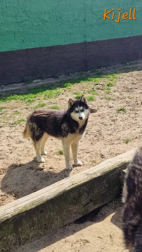 Kijell - Siberian Husky - Bild 1