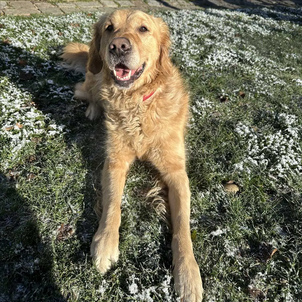 ROCKY - Golden Retriever - Bild 3