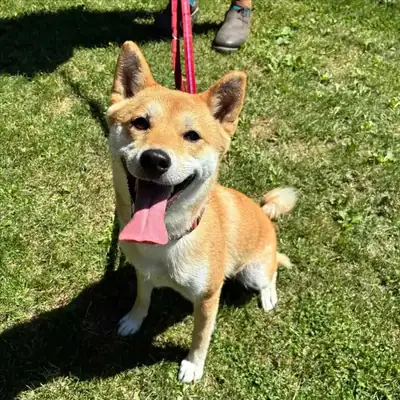 Kali – Shiba – Bild 2