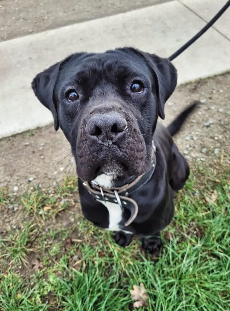 Vito - Cane Corso Italiano - Bild 1