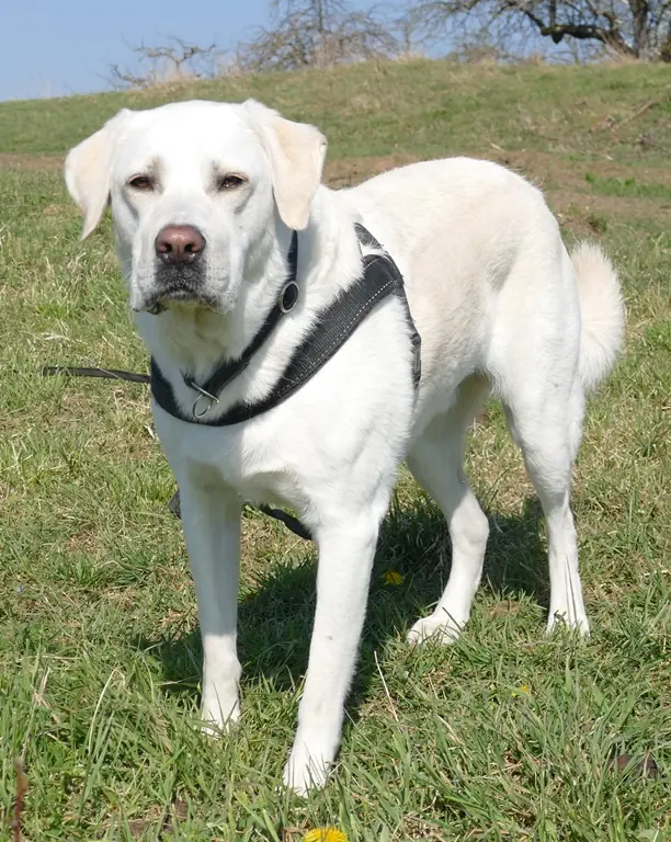 Bruno - Labrador Retriever - Bild 6