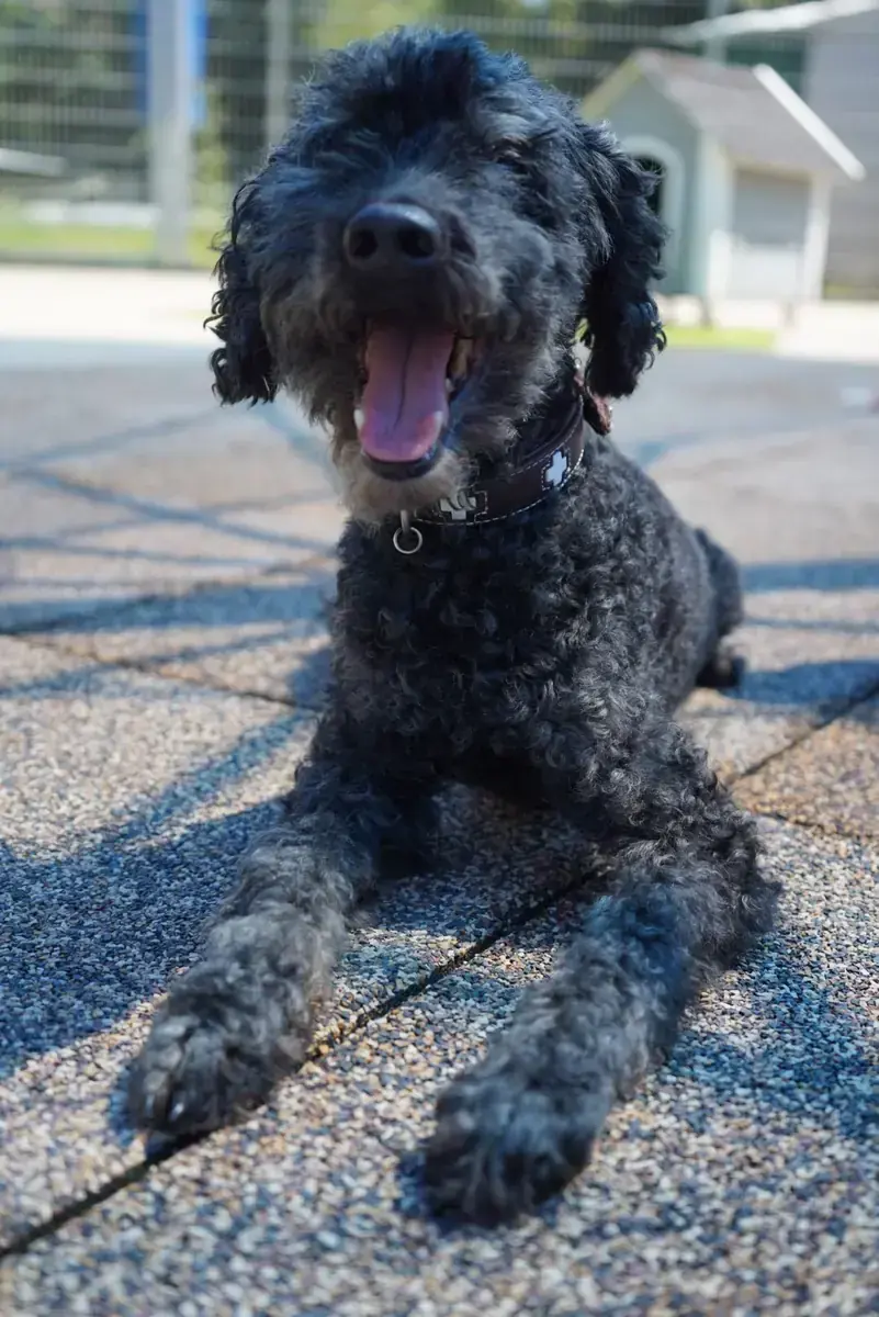 Blacky - Pudel - Bild 9