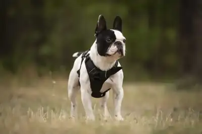 Rüdiger – Französische Bulldogge – Bild 2