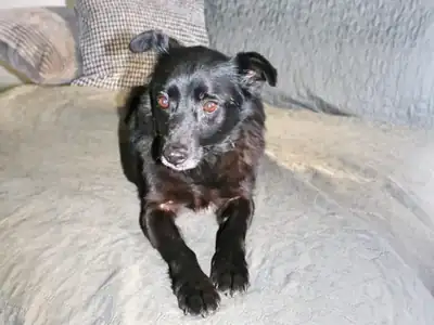 Pety – Hund – Bild 3