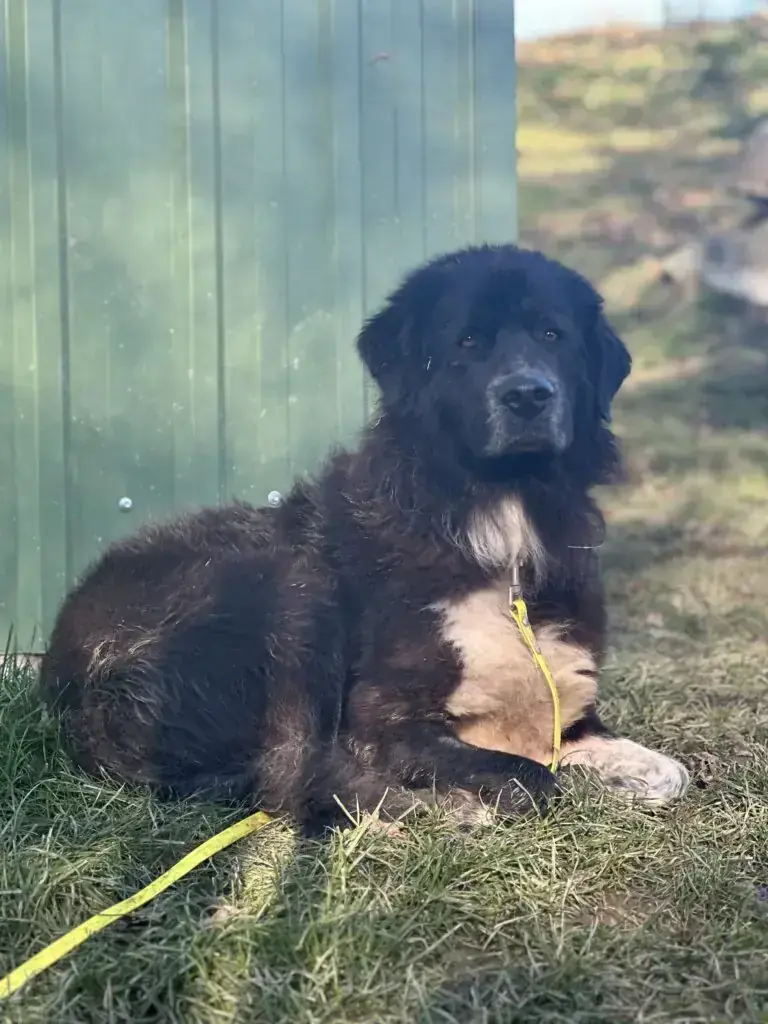 Mix Odin