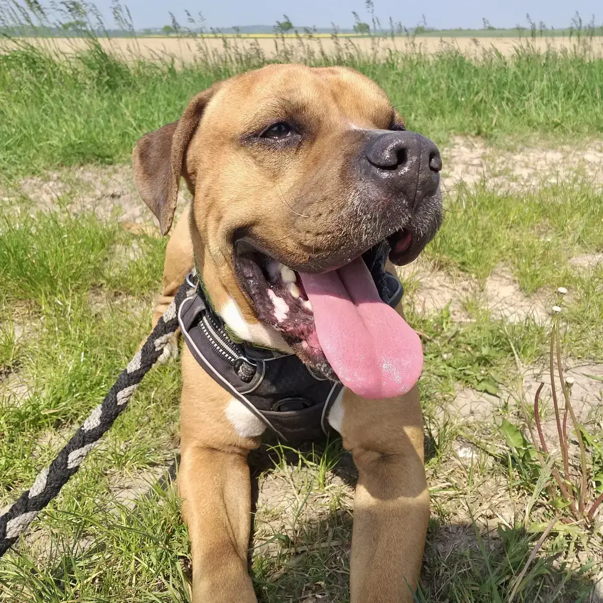Wotan - Deutscher Boxer - Bild 6