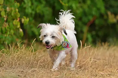 Bruno -  - Bild 1