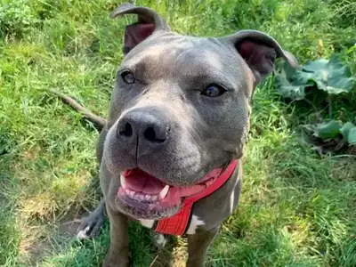 Jette – American Staffordshire Terrier – Bild 2