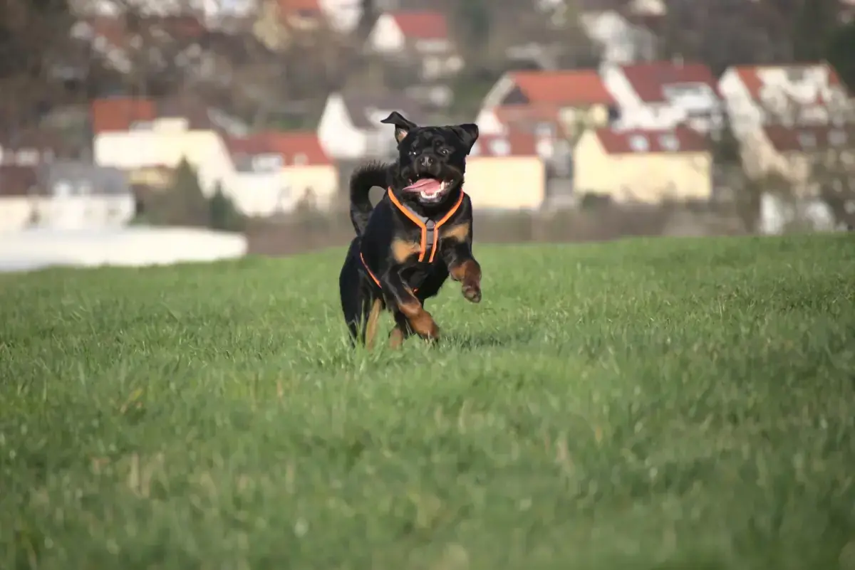 Eick - Rottweiler - Bild 1