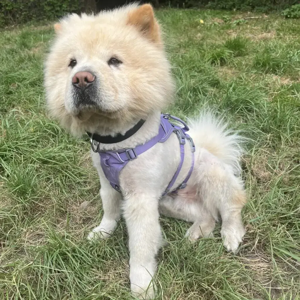 Buddy - Chow-Chow - Bild 3