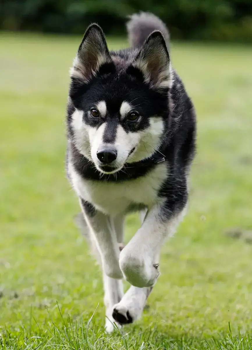 Müsli - Siberian Husky, Deutscher Schäferhund - Bild 2